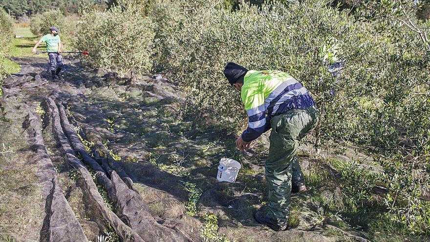 A Estrada recoge olivas para su oro líquido