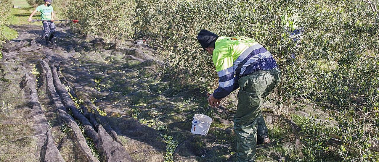 La cuadrilla especializada, ayer, en una explotación de A Estrada con diversos métodos para varear los árboles y utensilios variados para recoger su fruto. |   // FOTOS: BERNABÉ / ANA AGRA