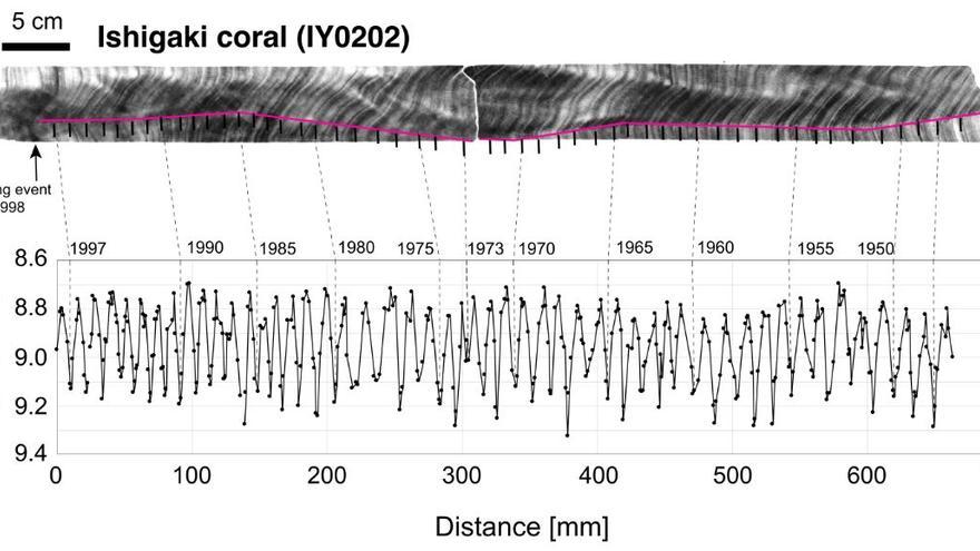 Un escaneo transversal de coral revela anillos de crecimiento. Estos corresponden a diferentes años, permitiendo que los investigadores puedan buscar marcadores para ver cuándo ocurrieron ciertos cambios atmosféricos.