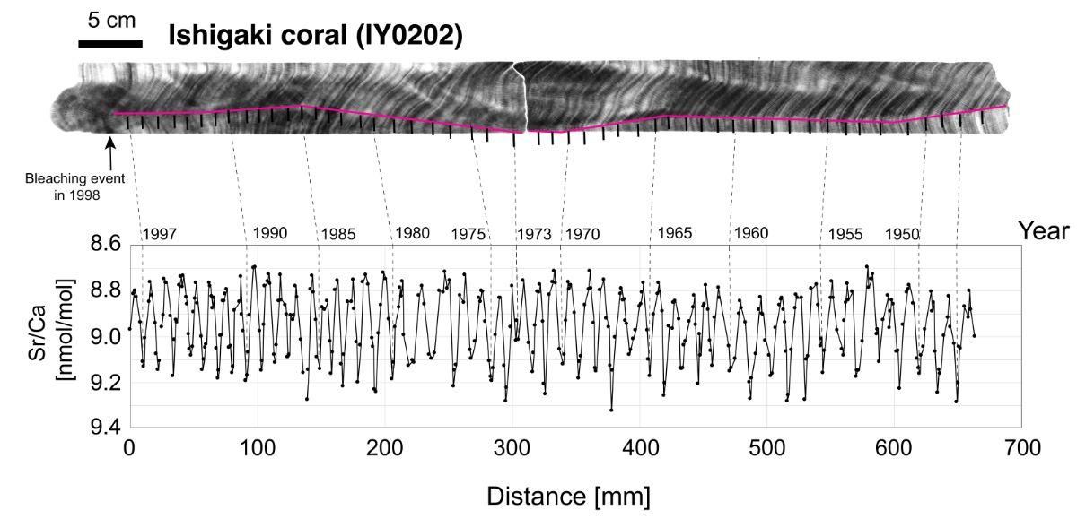 Un escaneo transversal de coral revela anillos de crecimiento. Estos corresponden a diferentes años, permitiendo que los investigadores puedan buscar marcadores para ver cuándo ocurrieron ciertos cambios atmosféricos.
