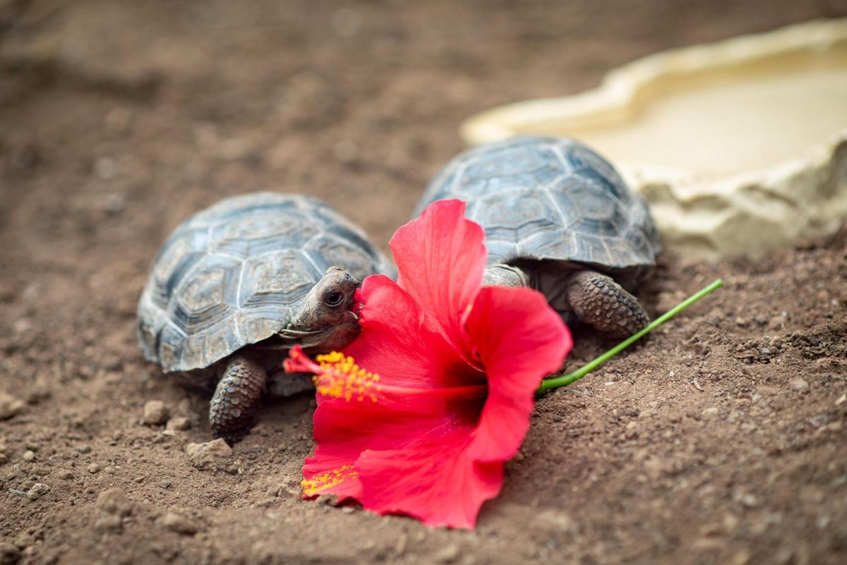 Dos de las crías de tortugas de Galápagos ayer en su presentación en sociedad en Loro Parque.