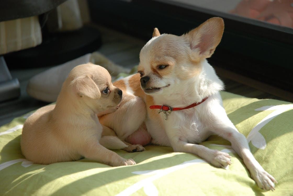 Perros en la cama