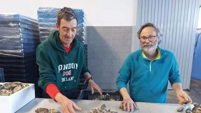 VÍDEO: Así se crían las ostras en Castropol