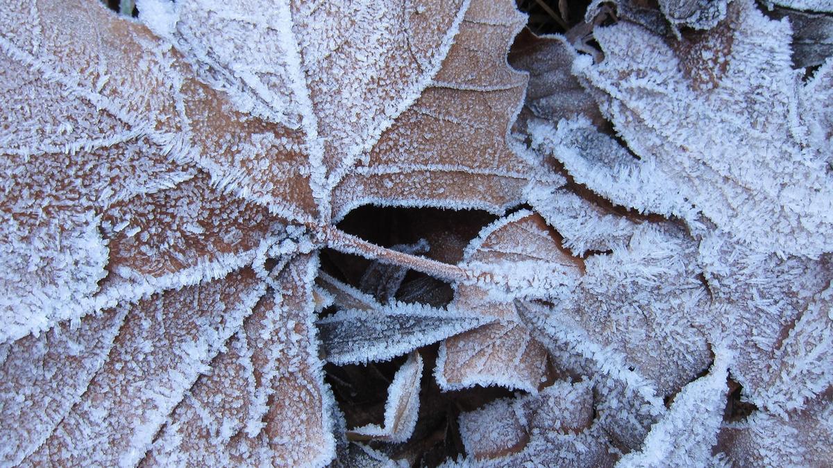 La bajada de temperaturas ha dejado un manto blanco en el campo extremeño.