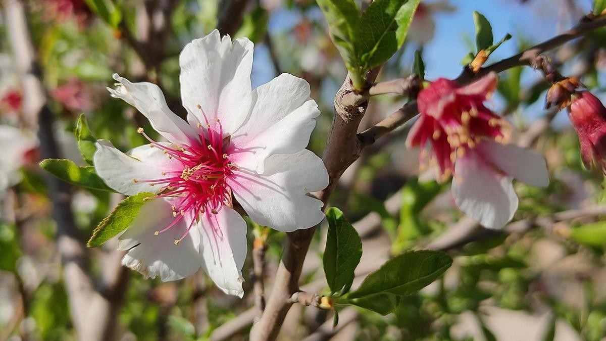 Les flors moren per deixar pas a les ametlles.