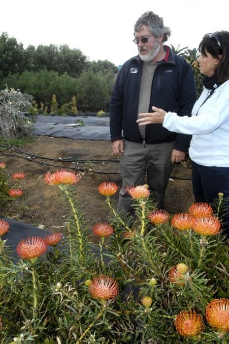 Plantación de proteas