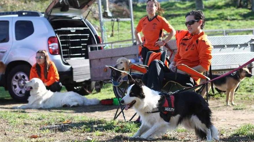 Perros de la exhibición de Agility. // Bernabé/Gutier