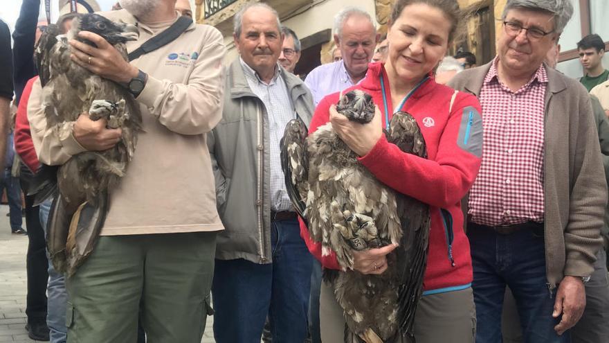 Reintroducen dos crías de quebrantahuesos en la Tinença de Benifassà