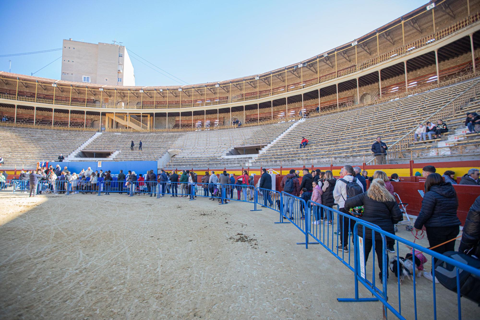 Concurso ecuestre y Bendición de animales por San Antón en Alicante