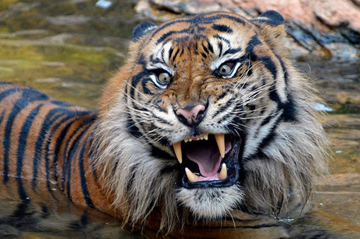 Un tigre de Sumatra badalla a les seves instal·lacions del Zoo Ueno de Tòquio (Japó), que alberga uns 2.600 animals de 464 espècies diferents.