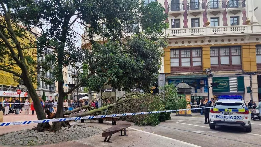Susto en Oviedo en pleno desfile de La Ascensión tras la caída de un árbol: "Por suerte no había nadie sentado en el banco"