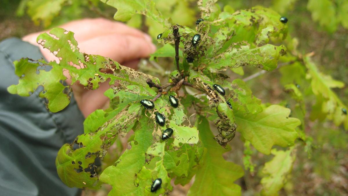 Plaga de insectos en una planta