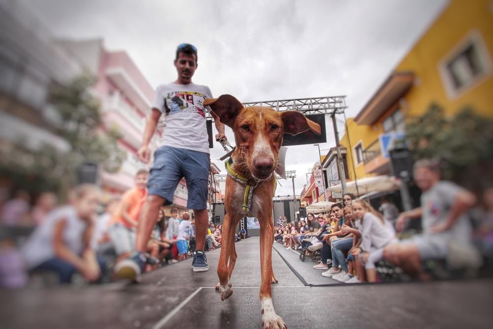 Pasarela de adopción de mascotas en Los Realejos