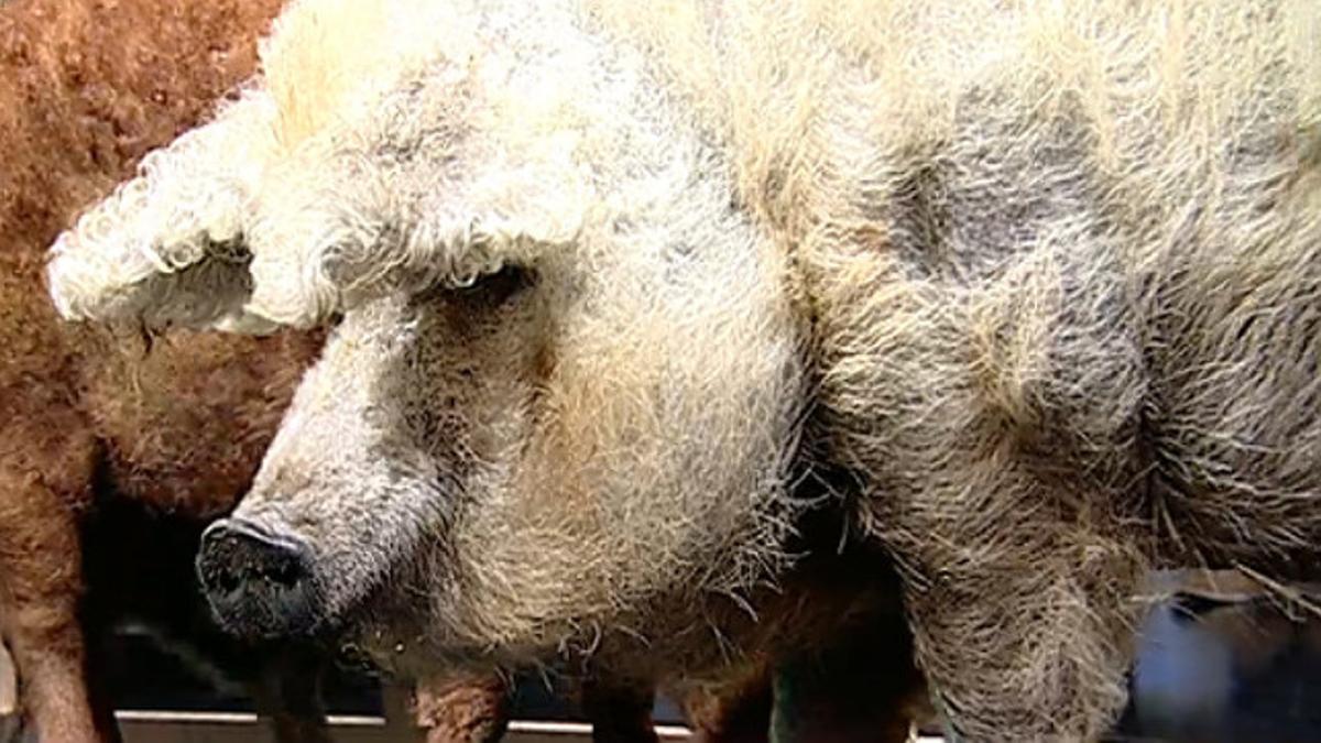 El ejemplar rubio de cerdo oveja que esta semana ha visitado el plató de 'El Hormiguero'.