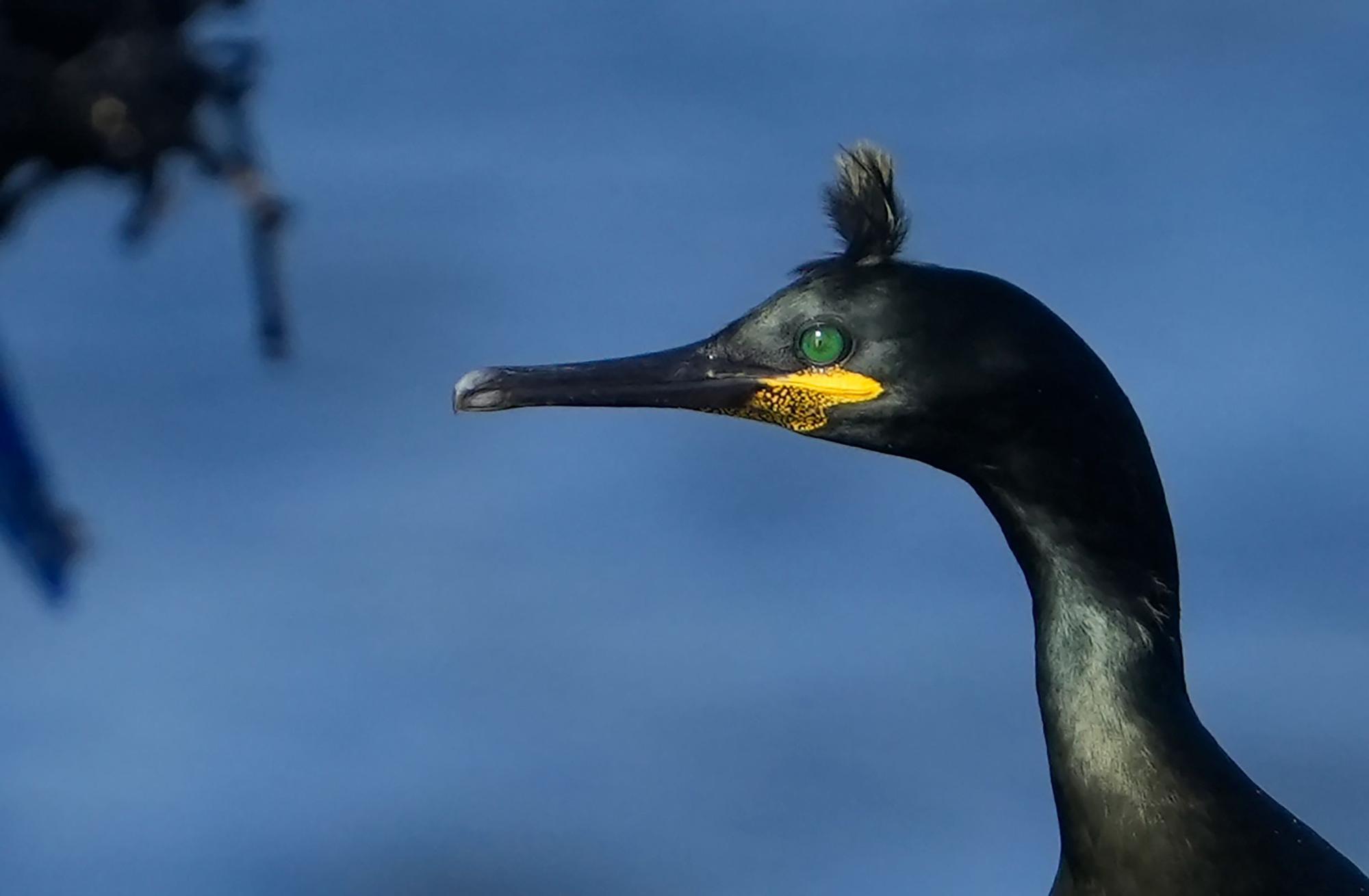 Aves avistadas en la primera expedición del año a bordo del "Chasula".