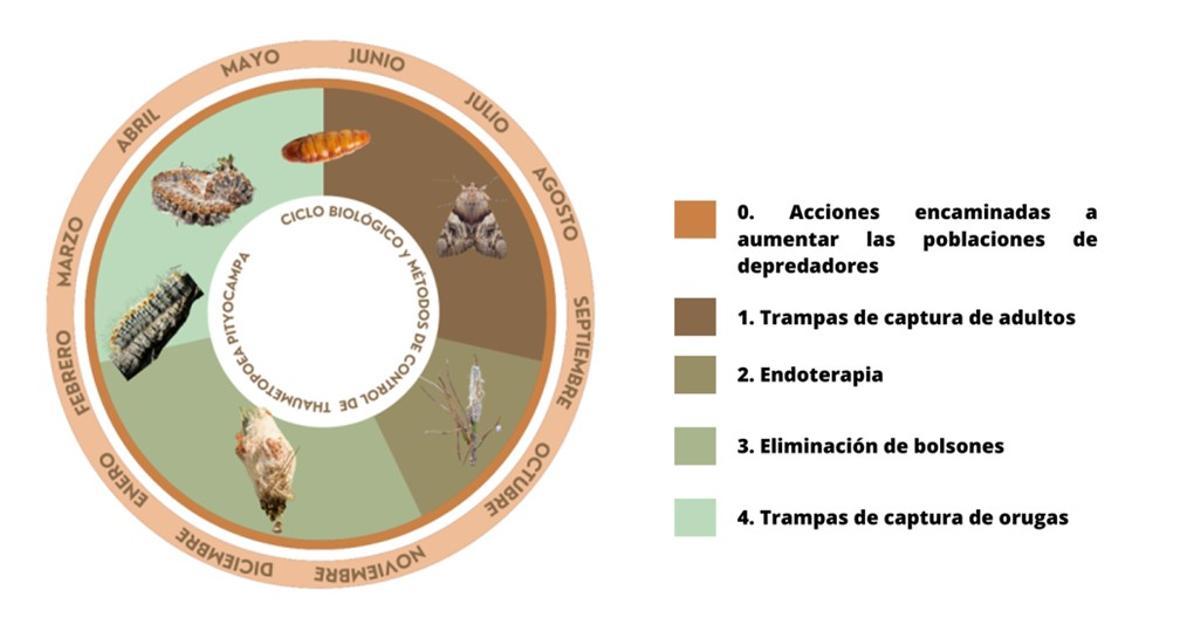 Proceso de eliminar la procesionaria.