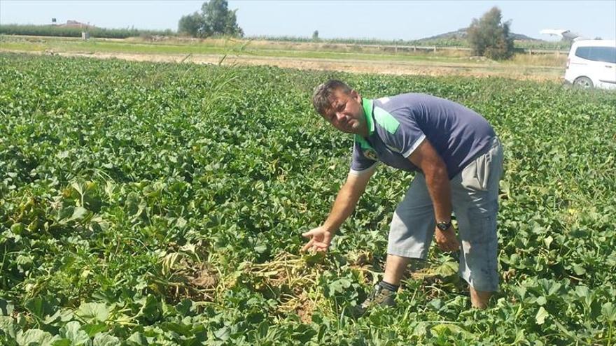 Alertan del robo de unos 3.000 kilos de melones no aptos para el consumo