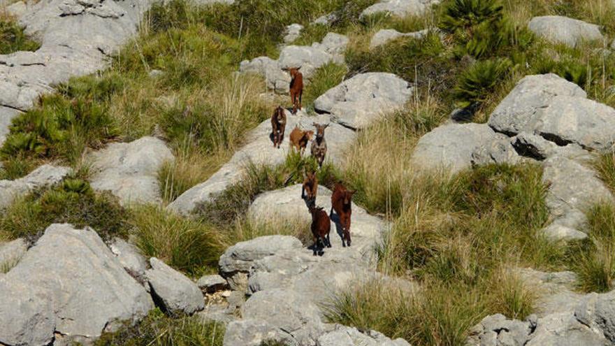 Caza de cabras, en una imagen de archivo.