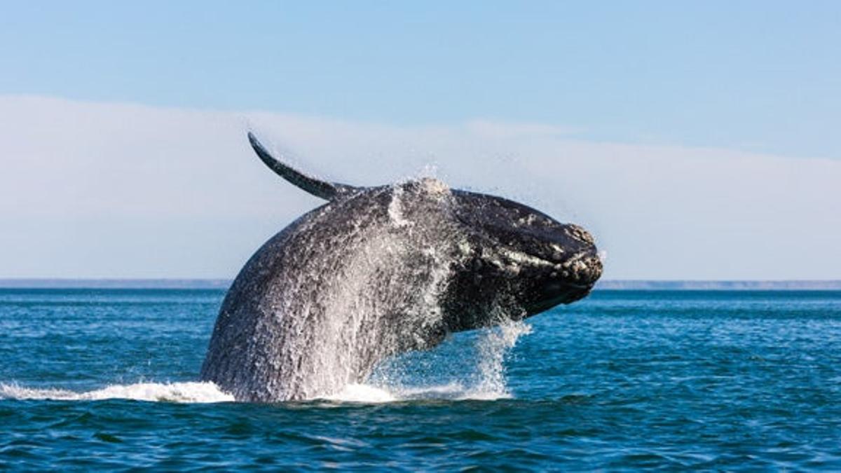 Tiempo de ballenas en Península Valdés