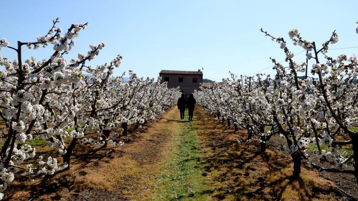 Camp d’arbres fruiters  | ARXOI/MAR  ROVIRA/ACN