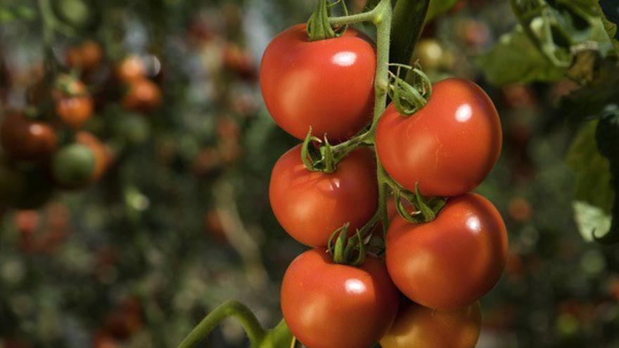 La lenta agonía del tomate canario: menos cultivo, la competencia de Marruecos y un &quot;brutal&quot; aumento de los costes