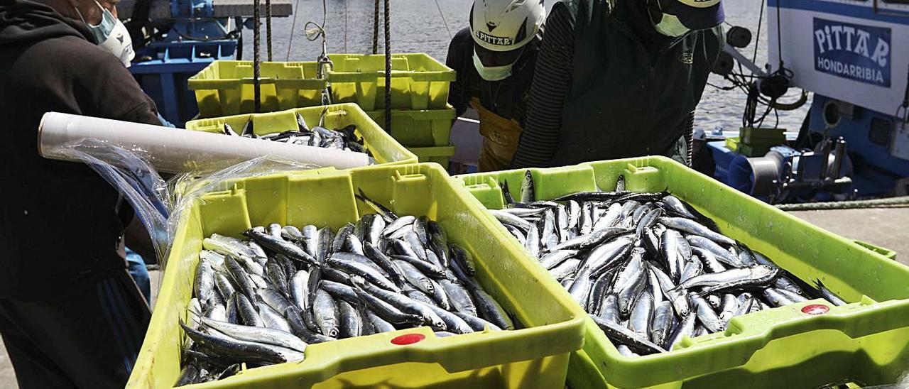 Varias escenas de la descarga, ayer, de los barcos llegados a Avilés con bocarte en sus bodegas.