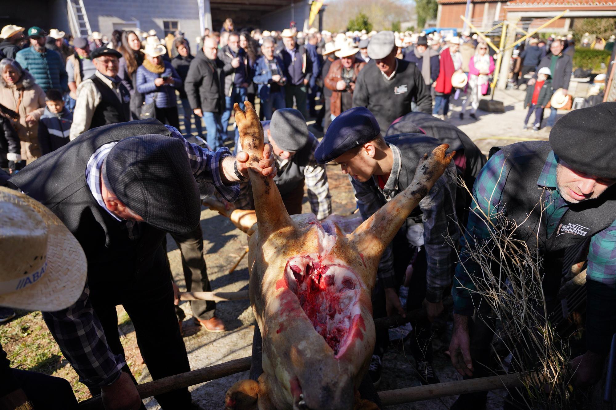 La Matanza do Porco en imágenes