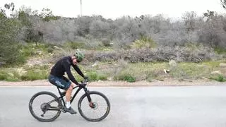 Un polvorín en los bosques de Alicante para el verano: un millón de pinos muertos por la sequía sin retirar