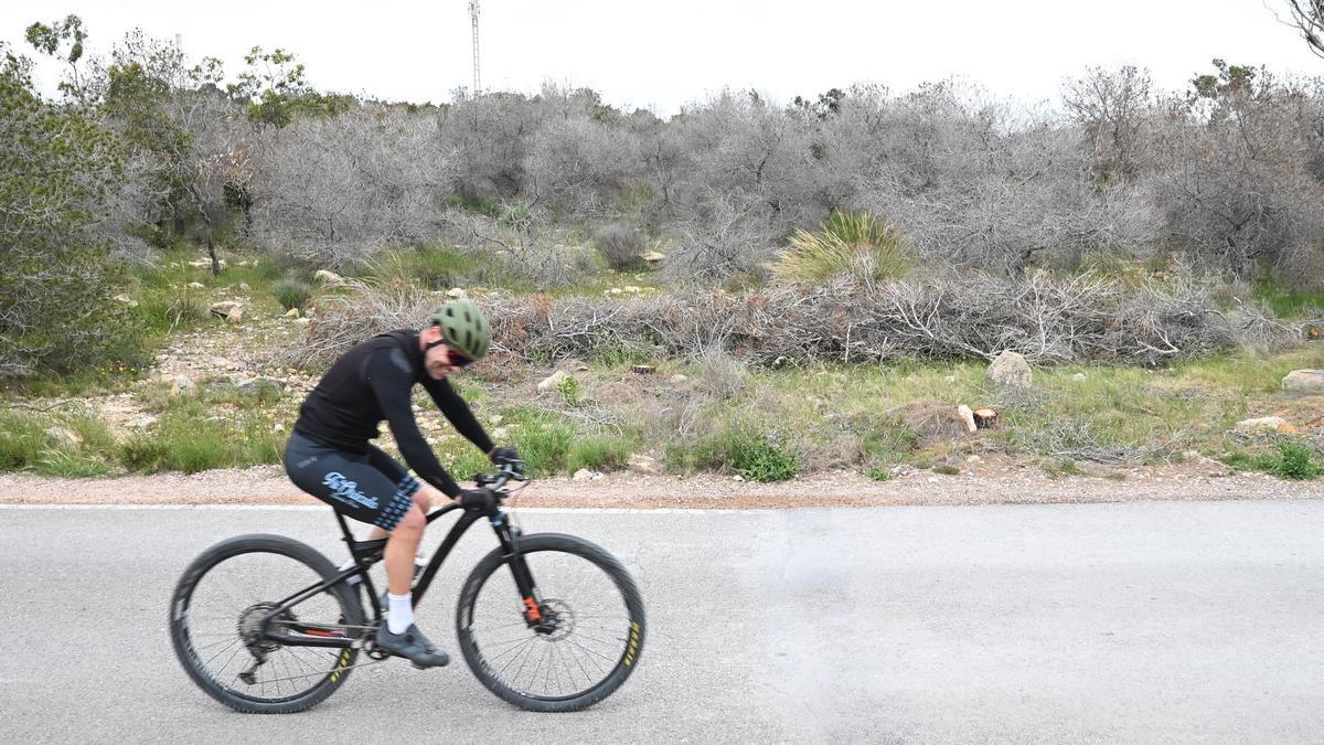 Paisaje desolador con cientos de pinos secos en el entorno del Faro de Santa Pola