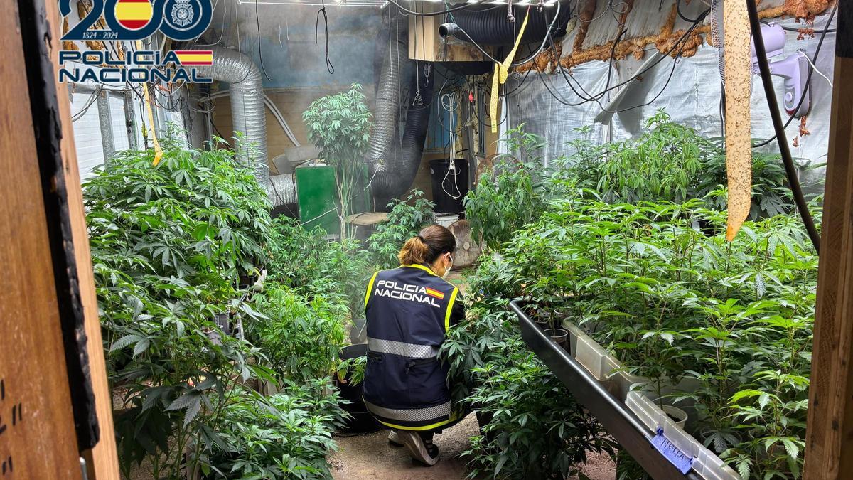 Una agente de la Policía Nacional, en la plantación de marihuana ahora desmantelada en Nàquera.