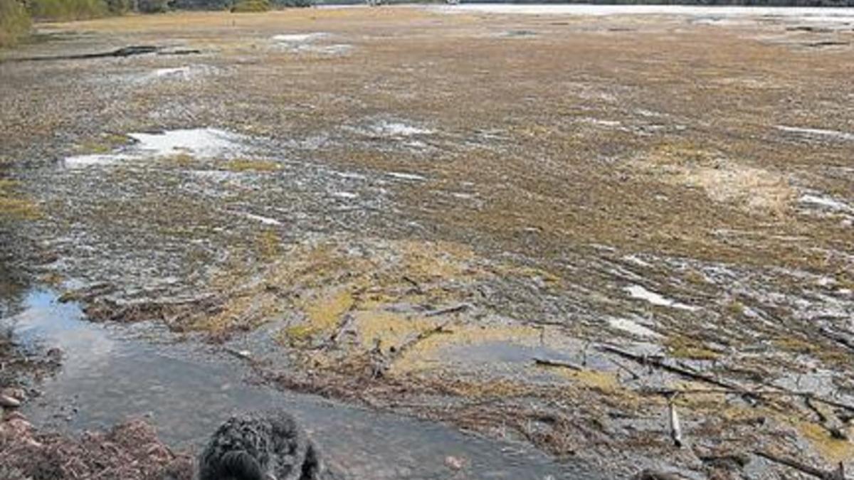 Acumulación de algas en el río Ebro a su paso por Garcia, el pasado 29 de junio.