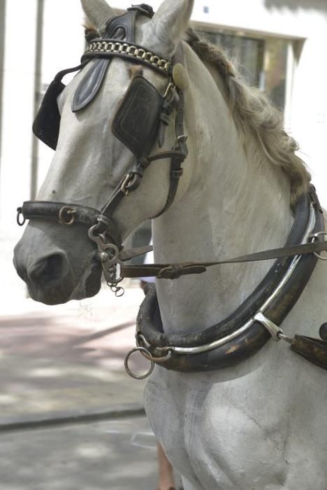 Día del caballo en la Feria de Murcia