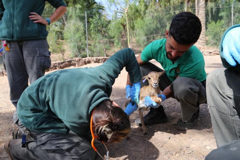 FUERTEVENTURA - Gacelas nacidas en Oasis Park -   | 05/05/2018 | Fotógrafo: Gabriel Fuselli