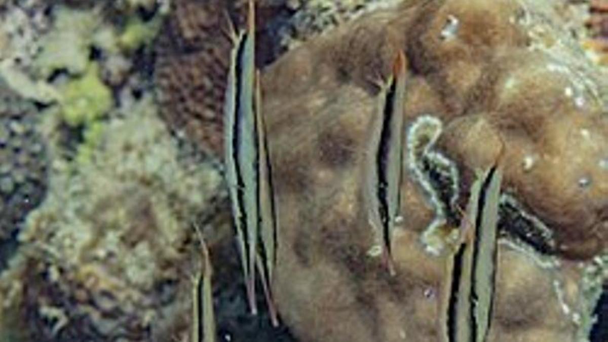 Peces navaja (Aeoliscus strigatus), Anilao, Filipinas