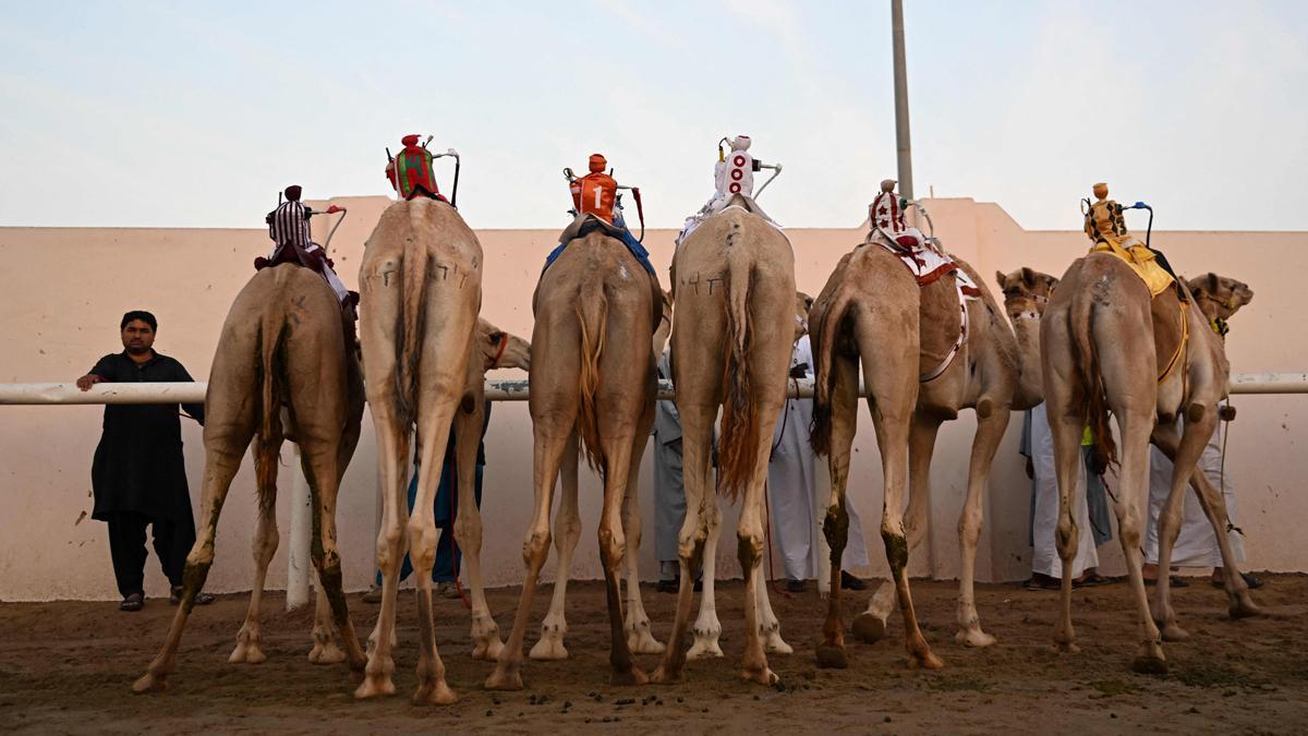 Carrera de camellos con jinetes-robot en Al Sheehaniya (Doha).