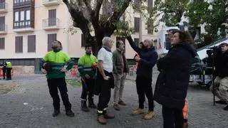 La justicia paraliza la tala de árboles de la plaza Llorenç Villalonga de Palma