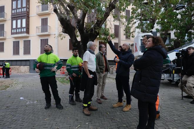 Los vecinos consiguen parar momentáneamente la tala de árboles en la plaza Llorenç Villalonga de Palma