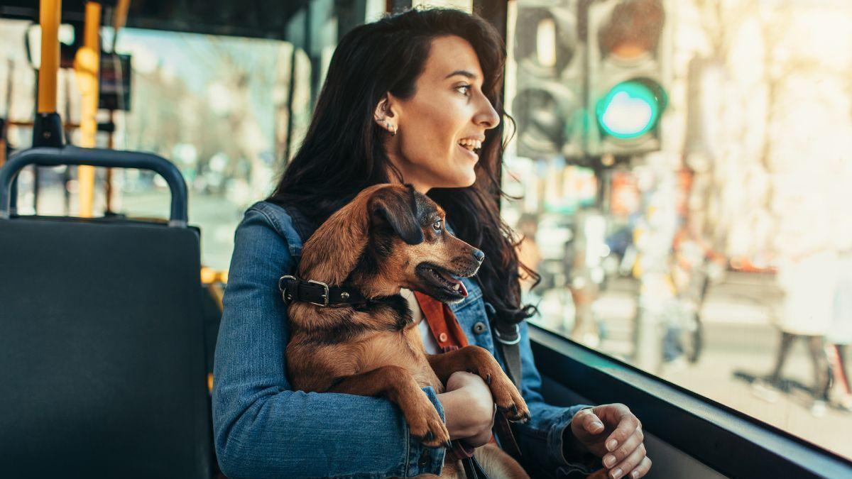 ¿Se puede subir tu perro al autobús o el tram en Alicante? Esto es lo que dice la norma