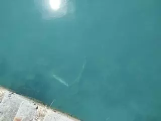 El Muelle de Gijón se llena de patinetes eléctricos: "Es una vergüenza"