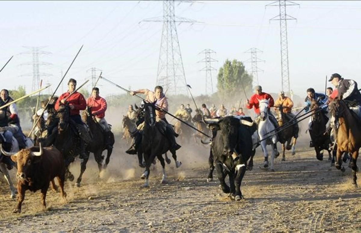 cmarquez16980933 men on horseback chase bulls during the  toro de la vega  fe160909155226