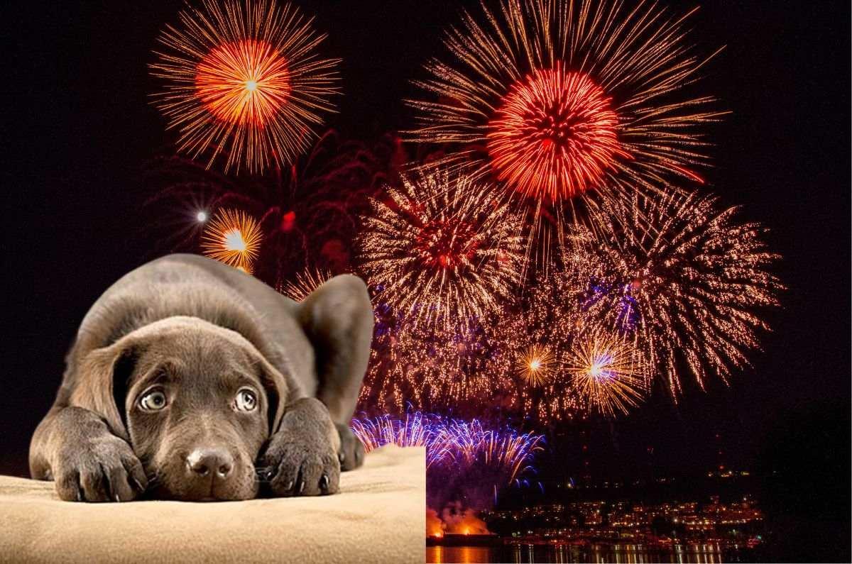 Los perros tienen un oído muy sensible y eso les hace sufrir más con los petardos