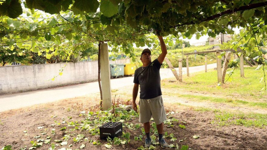 La eliminación de hojas es una labor crucial en muchos de los viñedos. | Noé Parga