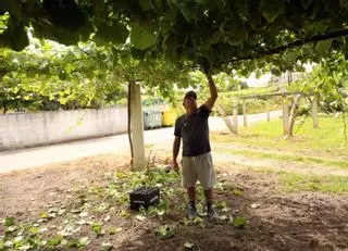 La viña desborda: vegetación «exagerada» y granos tamaño guisante