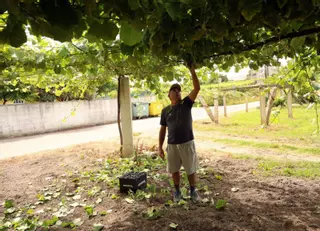 La viña desborda: vegetación «exagerada» y granos tamaño guisante