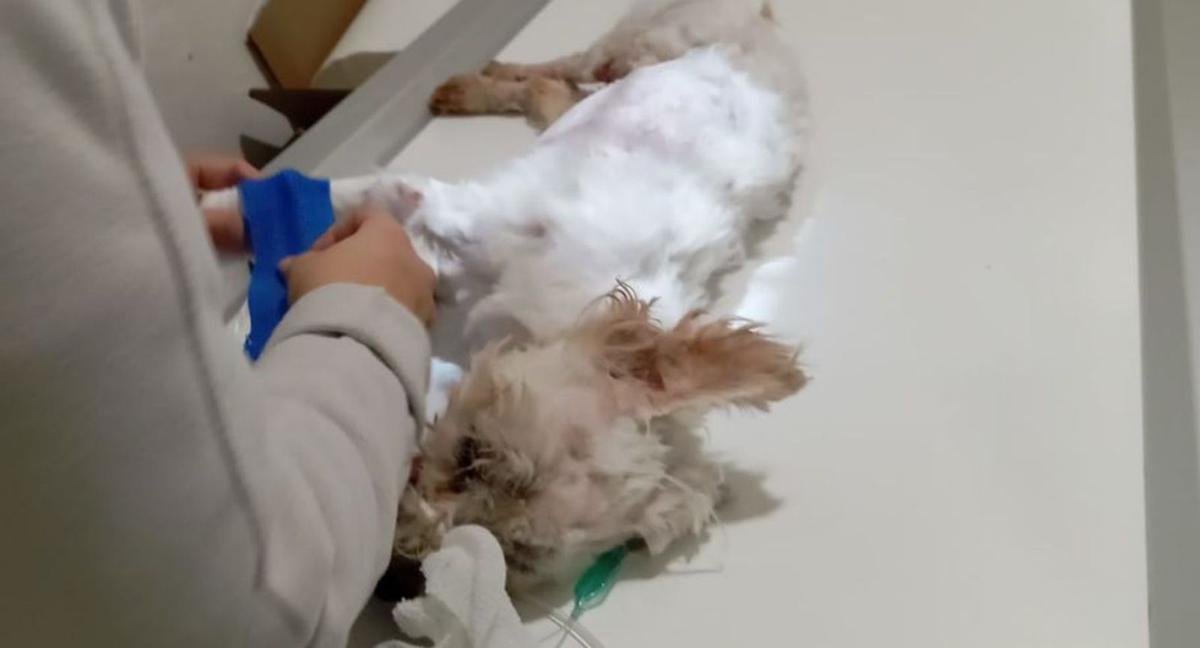 El perro, tras la operación. |  FdV