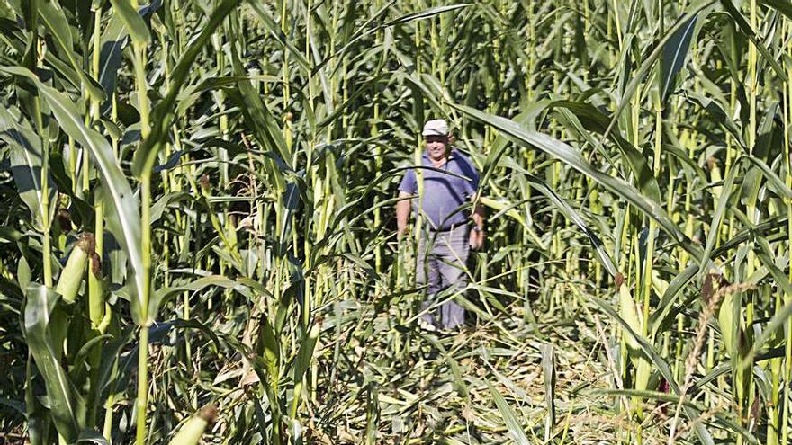 Destrozos del jabalí en una finca de Fiestras en 2018. |   // BERNABÉ/A.AGRA