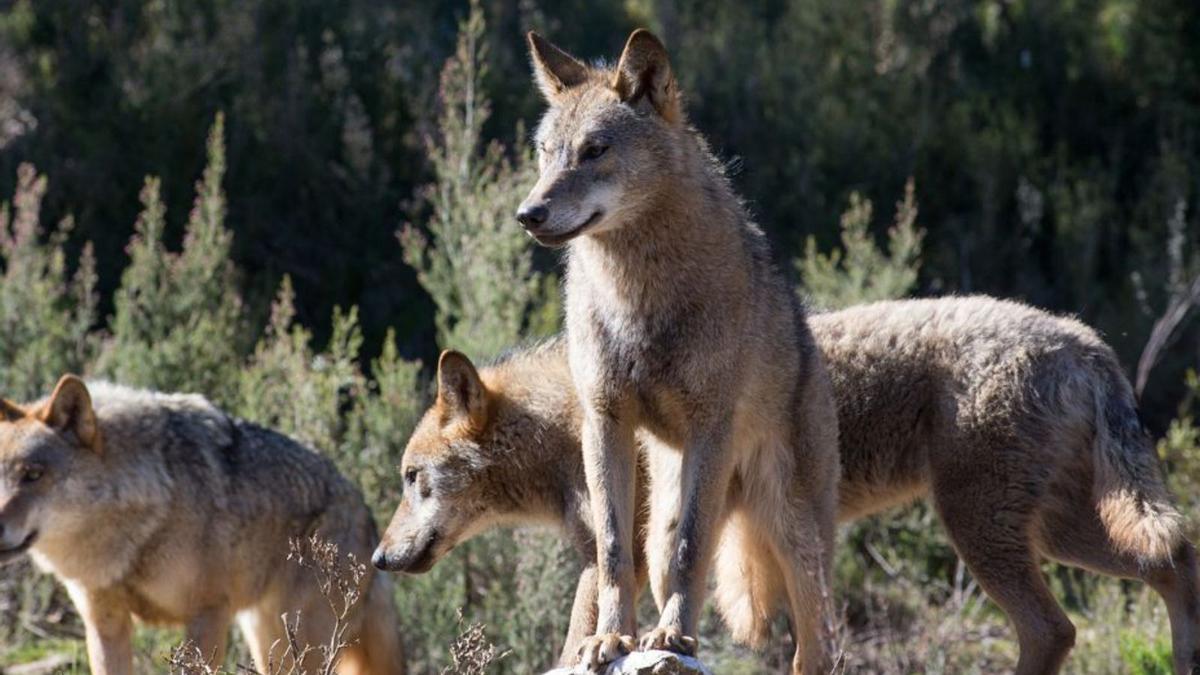 Los lobos, animales temidos por los ganaderos.   | // FDV