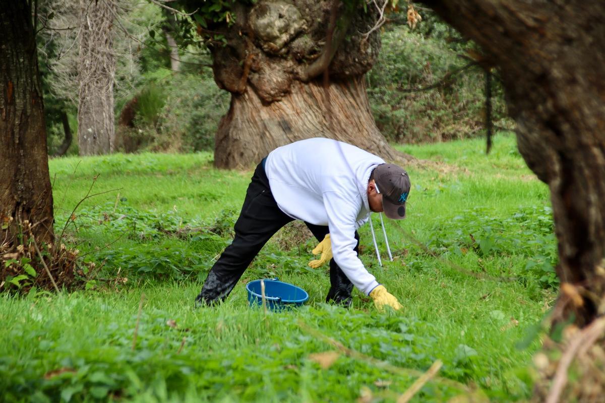 Un collidor amb els guants i la galleda cull castanyes a mà