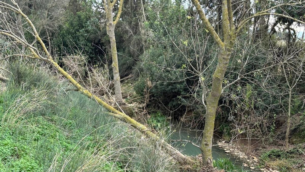 Árboles muertos por contaminación en el torrente Solleric.