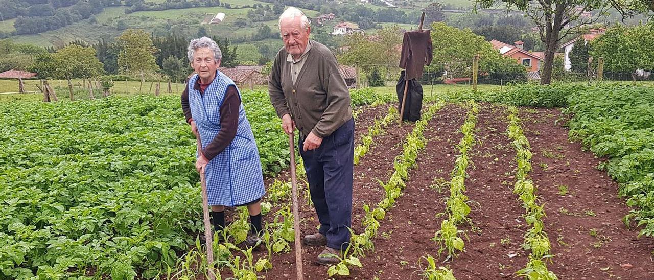 Enriqueta Crespo y José García, en su huerta de Llavares (Villaviciosa). | Vicente Alonso